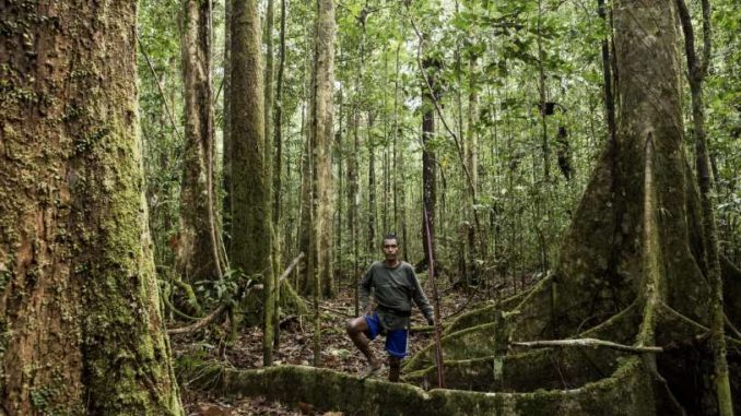 ARUFOREST