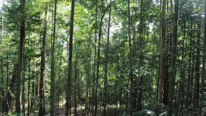 Hutan di Seram 2018-07-31 at 12.29.37