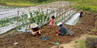 Lumbung Pangan Itu, Ada ditangan Masyarakat Adat Lumbung Pangan Itu, Ada ditangan Masyarakat Adat